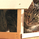 Illustration for article titled This Is The One Thing That People Never Understand About Cats
